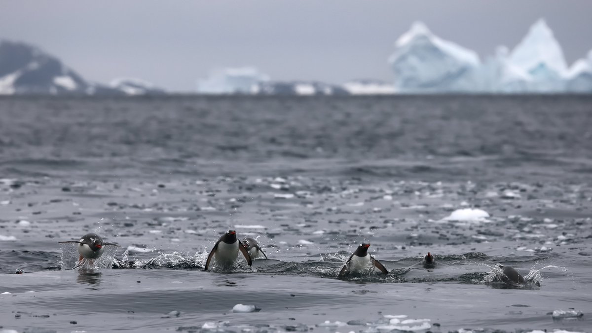 hmsprotector's tweet photo. We have arrived in the Antarctic and the local wildlife came out to greet us. Next stop Port Lockroy. Photos by @gtsasmithphotography
@AntarcticHT @natgeowild @RoyalNavy https://t.co/f2lnjouE3Q