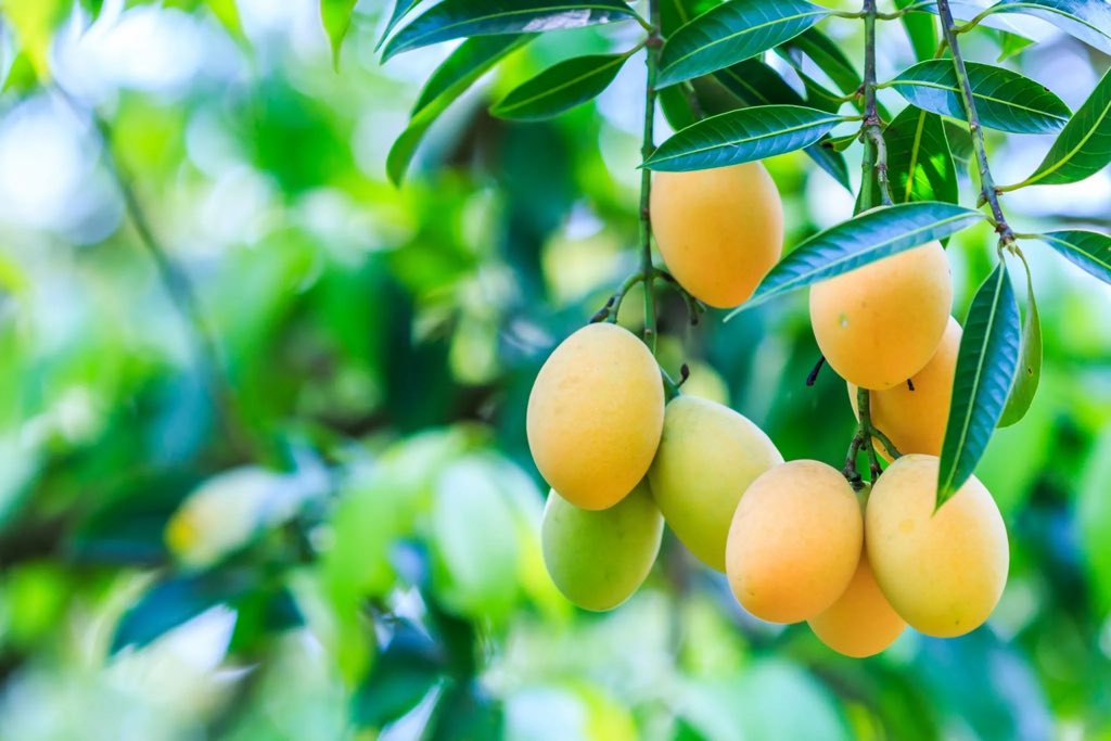 HerbalistChief's tweet photo. Mango tree treats 

🌿Diabetes
🌿High blood pressure
🌿Gall stones
🌿Kidney stones
🌿Syphilis
🌿Malaria
🌿High cholesterol
🌿Liver dysfunction
🌿Anaemia

Boil two tablespoons of dried powdered leaves/ stem bark with water. Drink this twice daily. 

Nature heals. https://t.co/QBg9ygaXV7