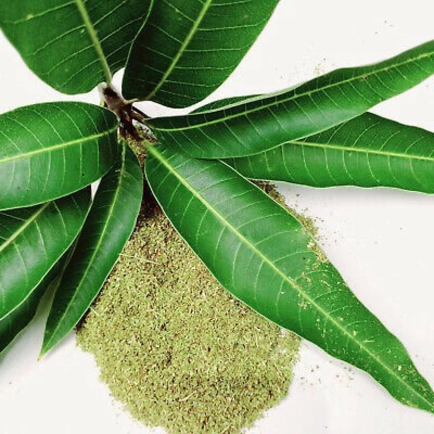 HerbalistChief's tweet photo. Mango tree treats 

🌿Diabetes
🌿High blood pressure
🌿Gall stones
🌿Kidney stones
🌿Syphilis
🌿Malaria
🌿High cholesterol
🌿Liver dysfunction
🌿Anaemia

Boil two tablespoons of dried powdered leaves/ stem bark with water. Drink this twice daily. 

Nature heals. https://t.co/QBg9ygaXV7