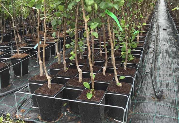 A.M.A. Horticulture Inc. (@amahort) on Twitter photo Come see us <a href="/locongress/">LO Congress</a> next week. We have some new things to show you. amahort.com #greenhouse #GardenCentre #TreeNursery #horticulture #locongress23 Come see us <a href="/locongress/">LO Congress</a> next week. We have some new things to show you. amahort.com #greenhouse #GardenCentre #TreeNursery #horticulture #locongress23