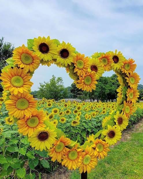 #HappyRoadFromPeru 🌻
Christmas is behind us 🎄
Walking in the new year 🎉
In every step carry pleasant moments in your memories
Like a melody
May your heart feel the symphony
Try not to forget the promises
Your commitments
With God 🙏
Your family 💞
Friends 💕
Your Country🦜💛