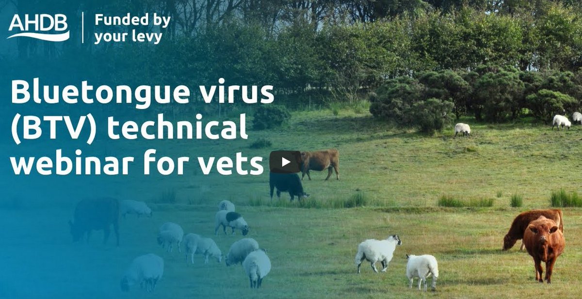 Pls RT
Missed the recent "Bluetongue virus technical webinar for vets" you can watch it again online youtube.com/watch?v=qf3XJP…