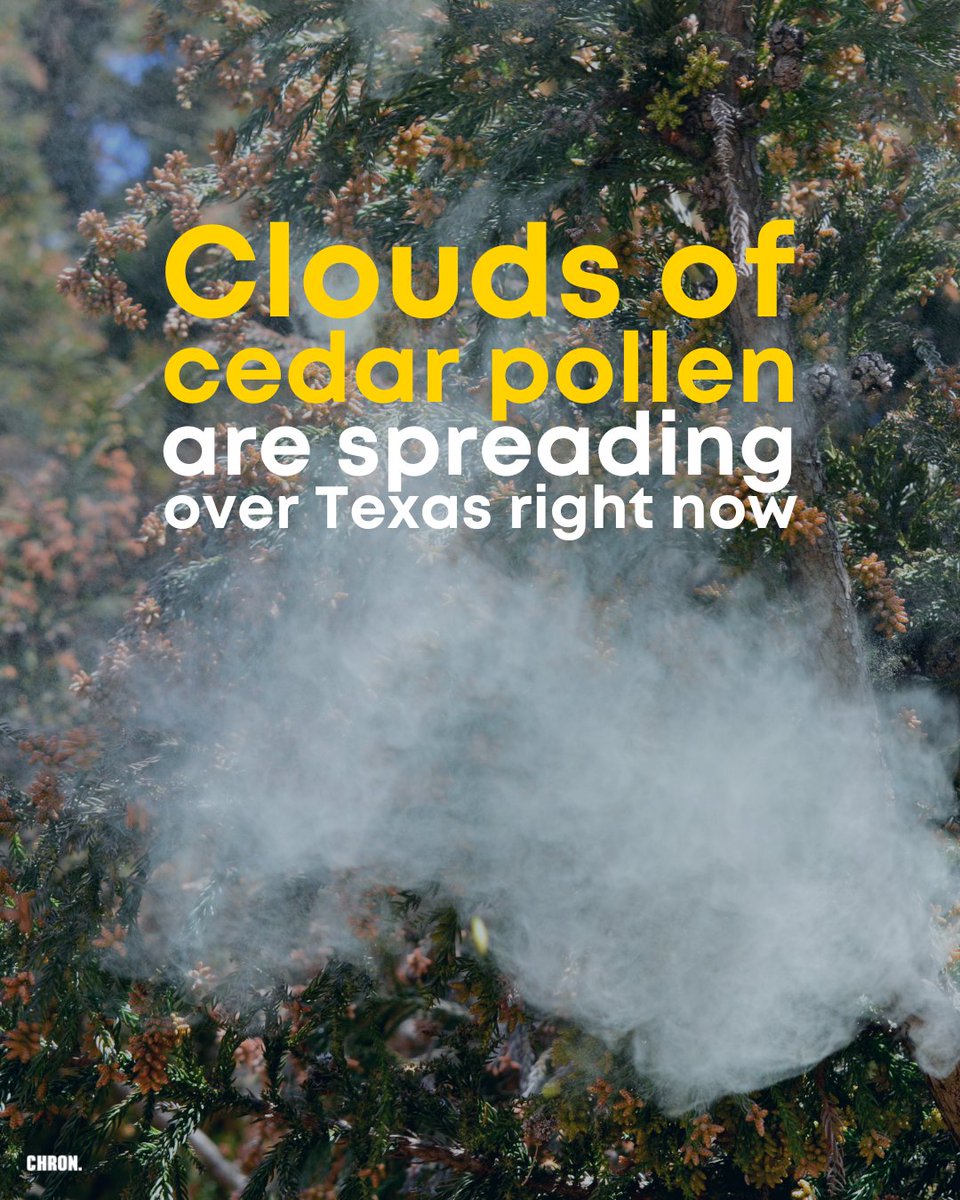 Holy SMOKES! Keep these pollen clouds away from me 🤧 Breathing in the pollen can cause an allergic reaction known as 'cedar fever': trib.al/JpHXCDK