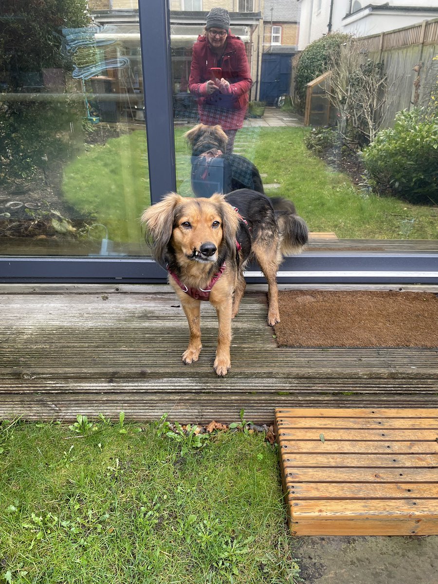 Me And Freddie 🐶📚☮️🧠🌶️🇪🇺 tweet media
