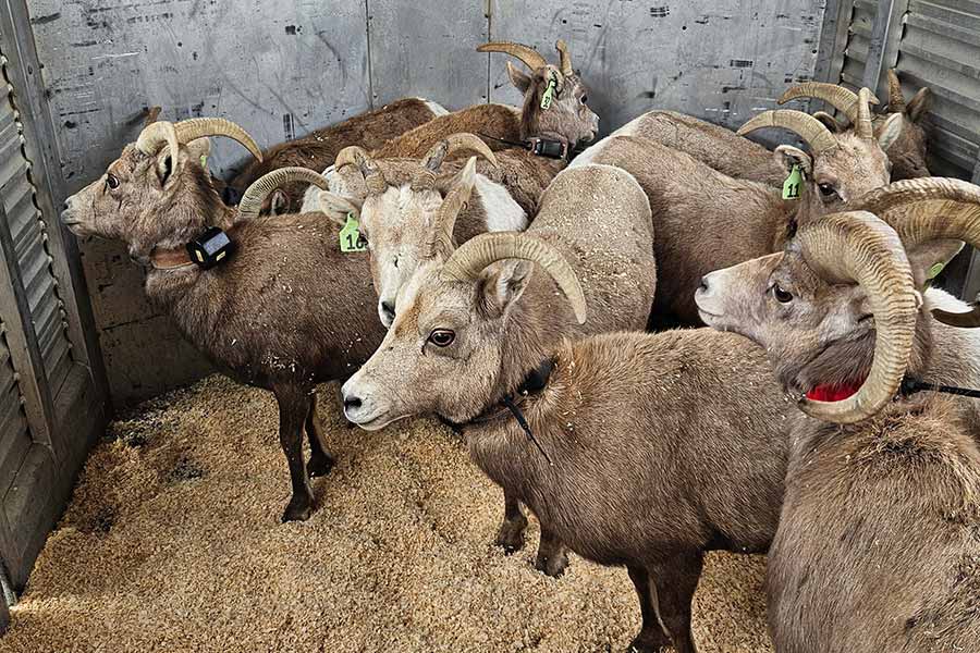 #conservationatwork  The @UtahDWR and partners create a new nursery facility for desert bighorn sheep in Utah in an effort to help grow the species' population in the state.

Read more: wildlife.utah.gov/news/utah-wild…