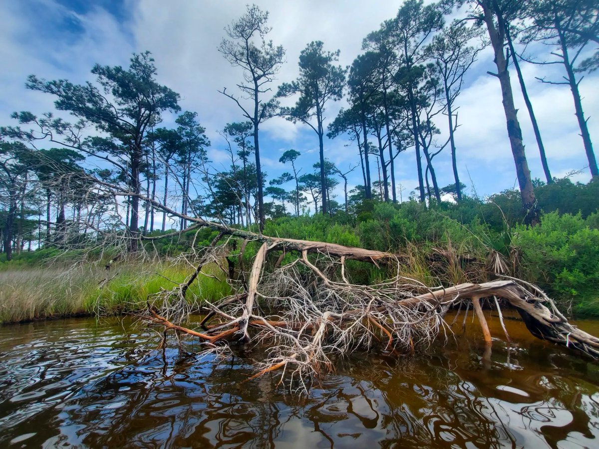 apestuary's tweet photo. "Dead and dying #GhostForests are eerie and unmistakable. Their spread strains the economic and social fabric of NC #CoastalCommunities.
https://t.co/KMRGV6rYrg via @cpublicpress https://t.co/Wt75DTwXsT
