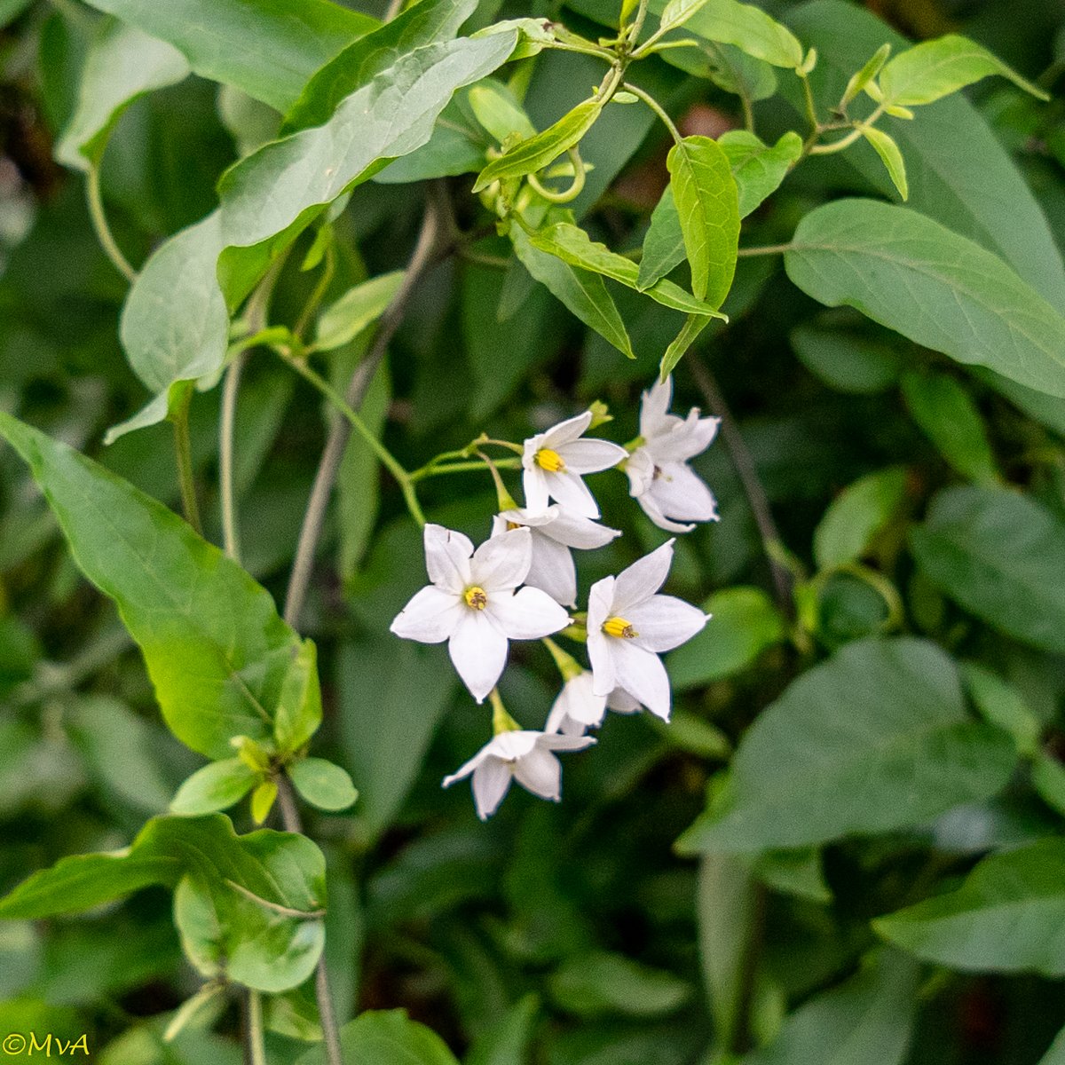 MaartenvanAtten's tweet photo. Veranderend #sortiment i.v.m. #klimaat. Is dit een nieuwe "winterharde" klimmer? Ik zie h'm al enkele jaren buiten in de volle grond staan. #Solanum #Solanum_jasminoides_Album. Foto genomen op oudejaarsdag. https://t.co/MMKUUReDtk
