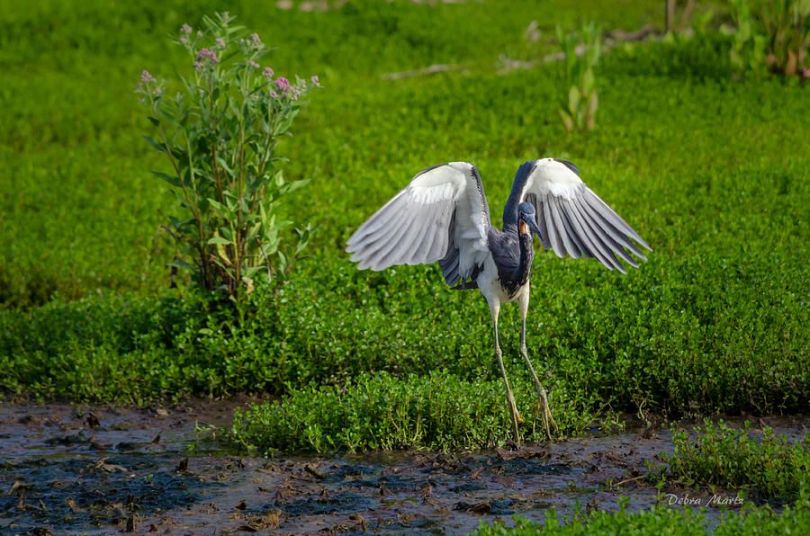 DebraMartz's tweet photo. Tri-Colored Heron - Gentle Landing by Debra Martz 

Available Here: https://t.co/mhUmDyHUTX

#heron #TriColoredHeron #landing #WingsSpread #BirdWatching #Birds #Aves #FeatheredFriends #BirdPhotography #photography #PhotographyIsArt #BuyIntoArt #AYearForArt #Art https://t.co/vKWXlM7bwq