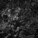 Photo by N E R V E S (@nerves_ire)