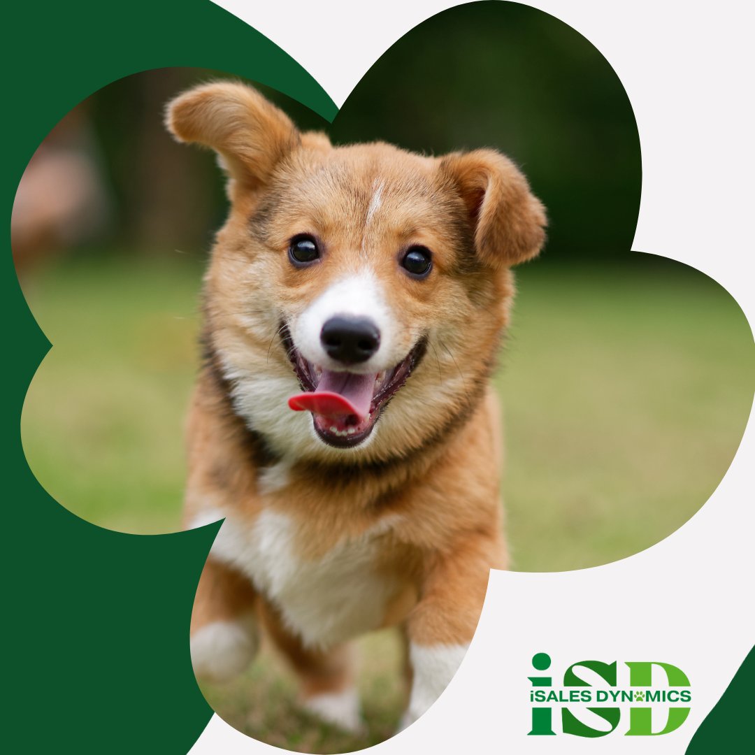 🦴 Sales success is like training a dog—it takes patience, consistency, and a lot of treats (figuratively, of course)!  🐶 Keep at it! #SalesTraining #B2BSuccess #StayPersistent