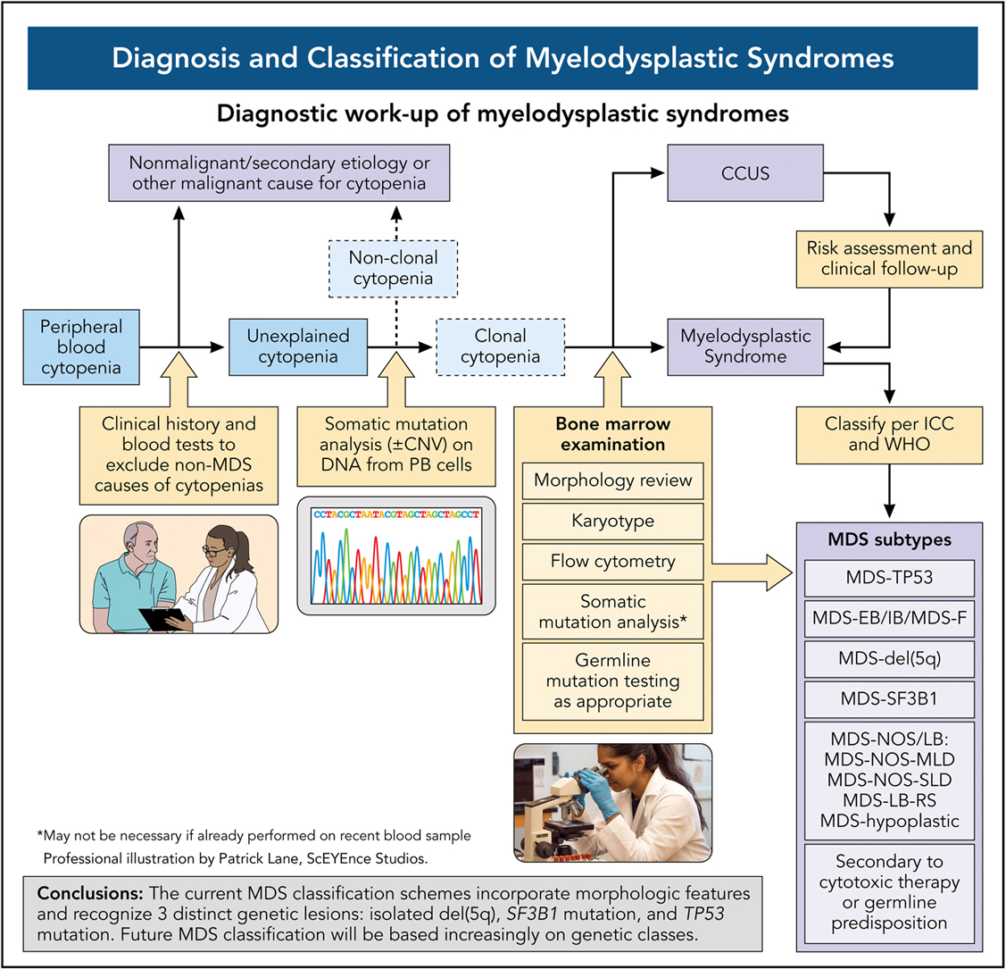 Diagnosis and classification of myelodysplastic syndromes loom.ly/pqtwDkM #myeloidneoplasia #reviewarticles #reviewseries