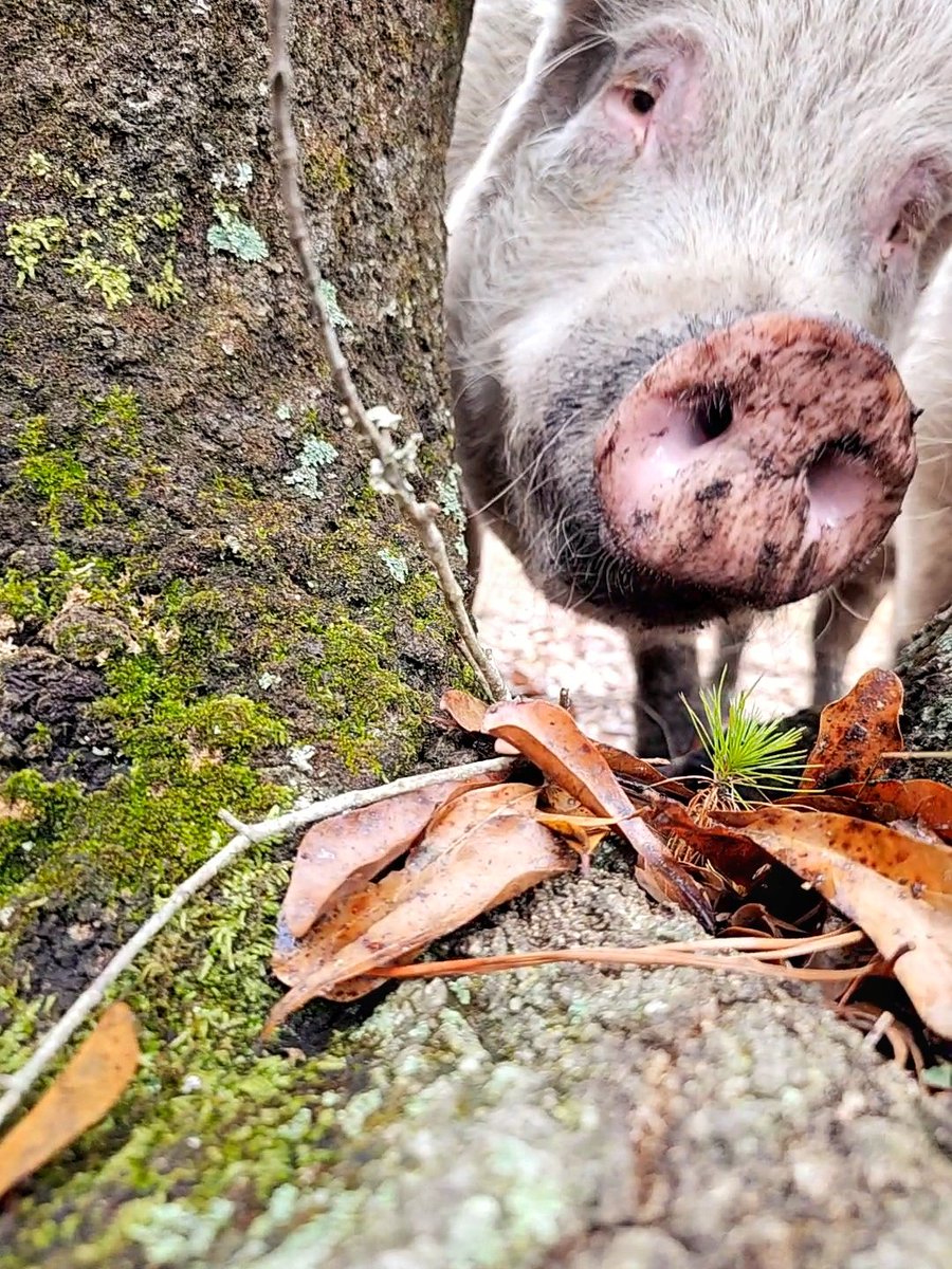 Flip Side Sanctuary tweet media
