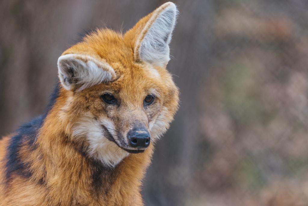 STLWolfCenter's tweet photo. It’s a very special day today - it’s Caido’s birthday!

Happy Birthday, Caido! 🎉

He’ll be celebrating his special day by enjoying lots of avocados and some of his favorite special fruits.

Celebrate Caido’s birthday with us by dropping a heart below. 💛 https://t.co/z97c53QUJ6