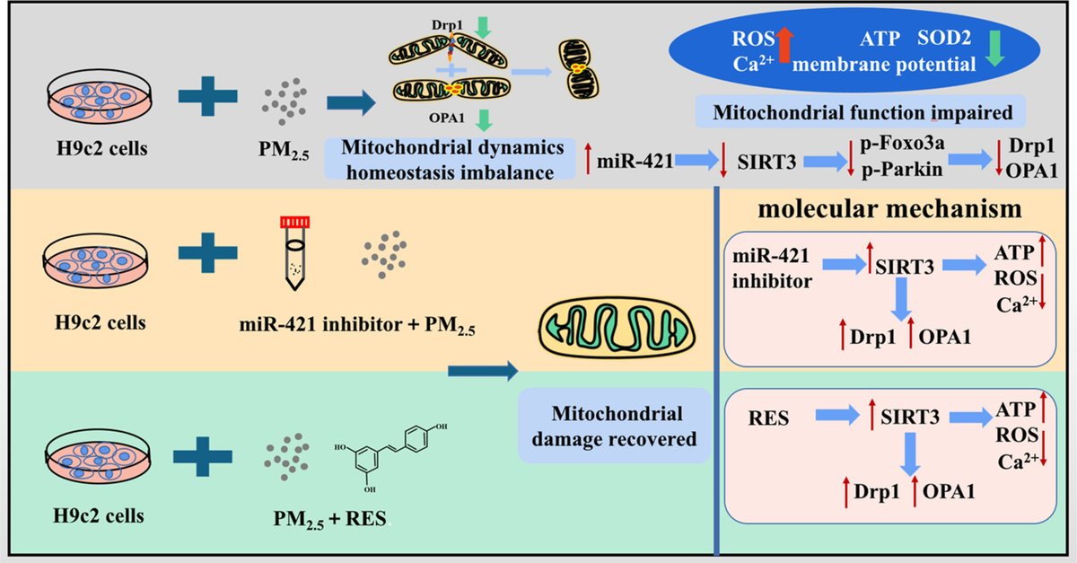 Regulation of PM2.5 on mitochondrial damage (MD) in H9c2 cells through miR-421/SIRT3 pathway & protective effect (PE) of miR-421 inhibitor & resveratrol (Rv) ▶️miR-421/SIRT3 regulates MD ▶️miR-421i & Rv exert PE against PM2.5-incurred cardiotoxicity sciencedirect.com/science/articl…