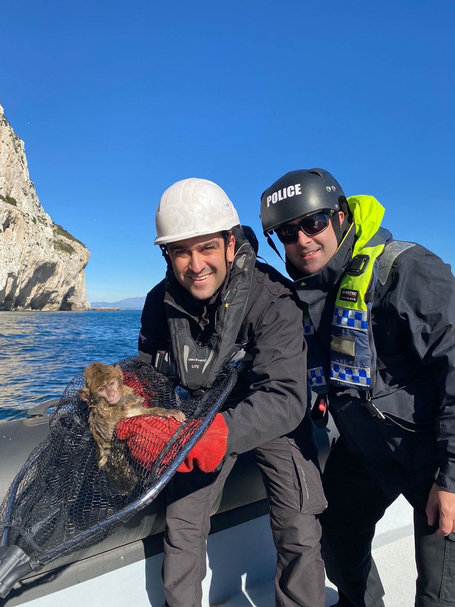In a joint operation at around 1315 today, officers from the RGP Marine Section and the Environmental Protection and Research Unit (EPRU) worked together to rescue a young macaque which appeared to be stranded on the cliffs near Gorhams Cave.
