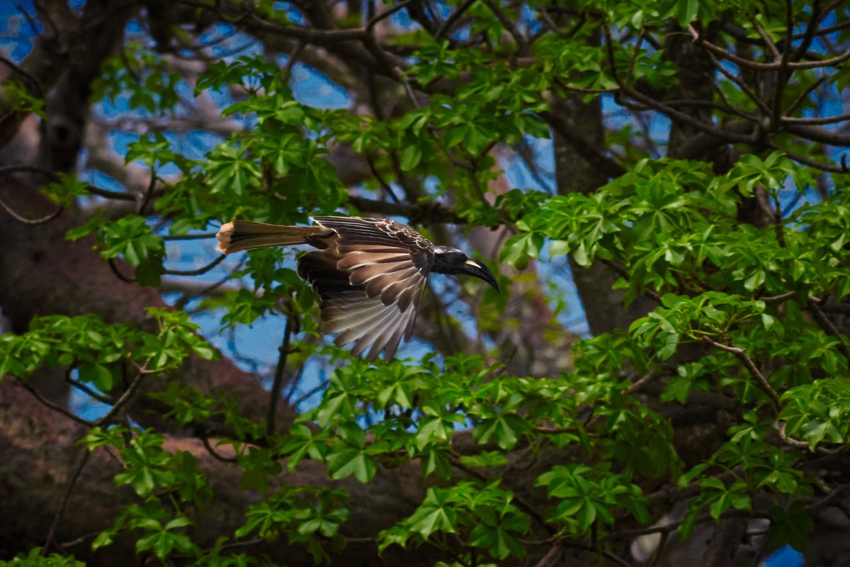 Flying Angel – African Grey Hornbill | Tarangire | Tanzania
#AfricanGreyHornbill #hornbill #tarangirenationalpark #nikontop #natgeoyourshots #hornbills #birds