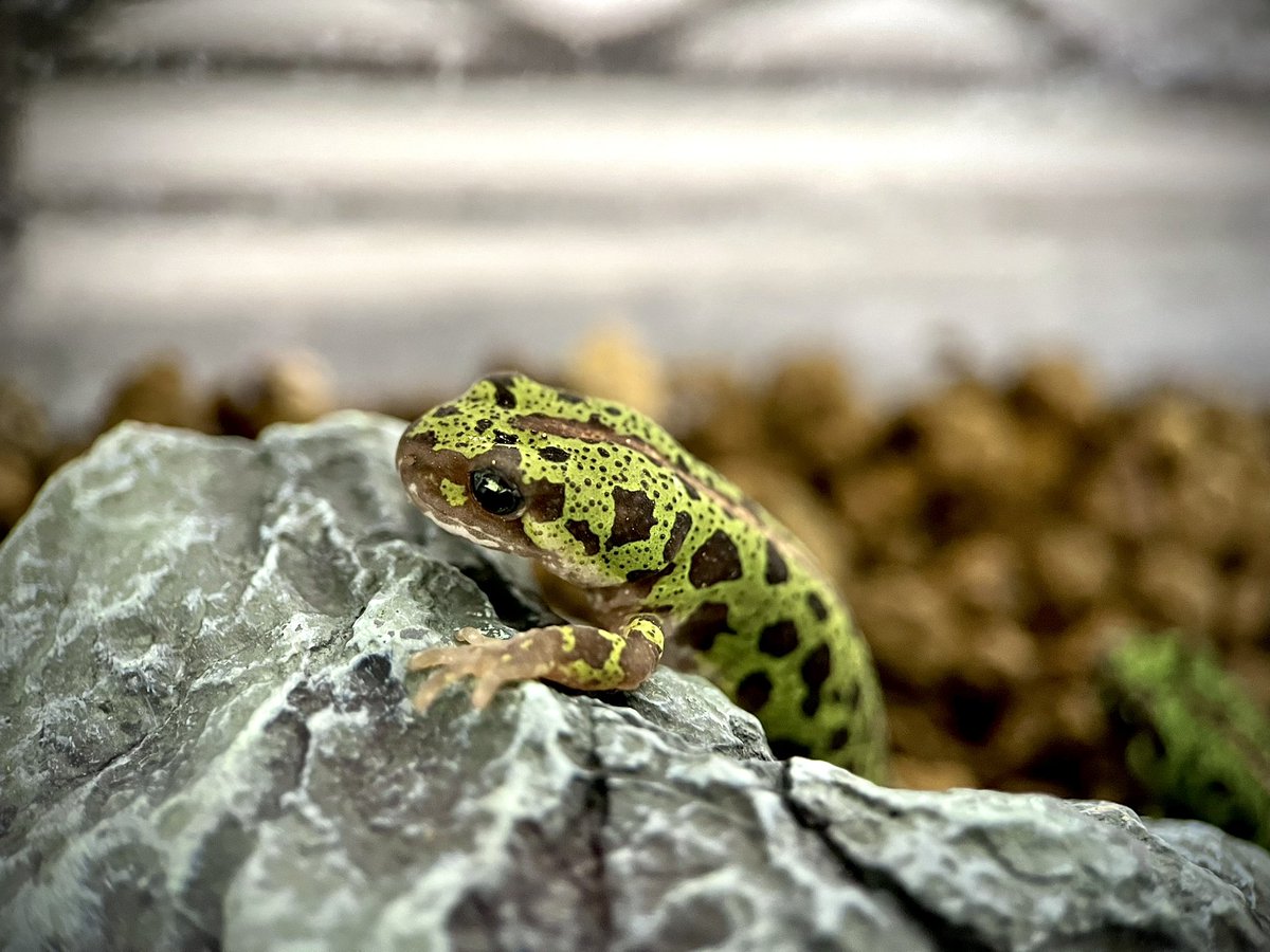 _yamazaki_pan_'s tweet photo. とてもかわちい😍
#Sintra #シントラ産 #マダライモリ #Triturus #marmoratus https://t.co/69VsXhgkWt