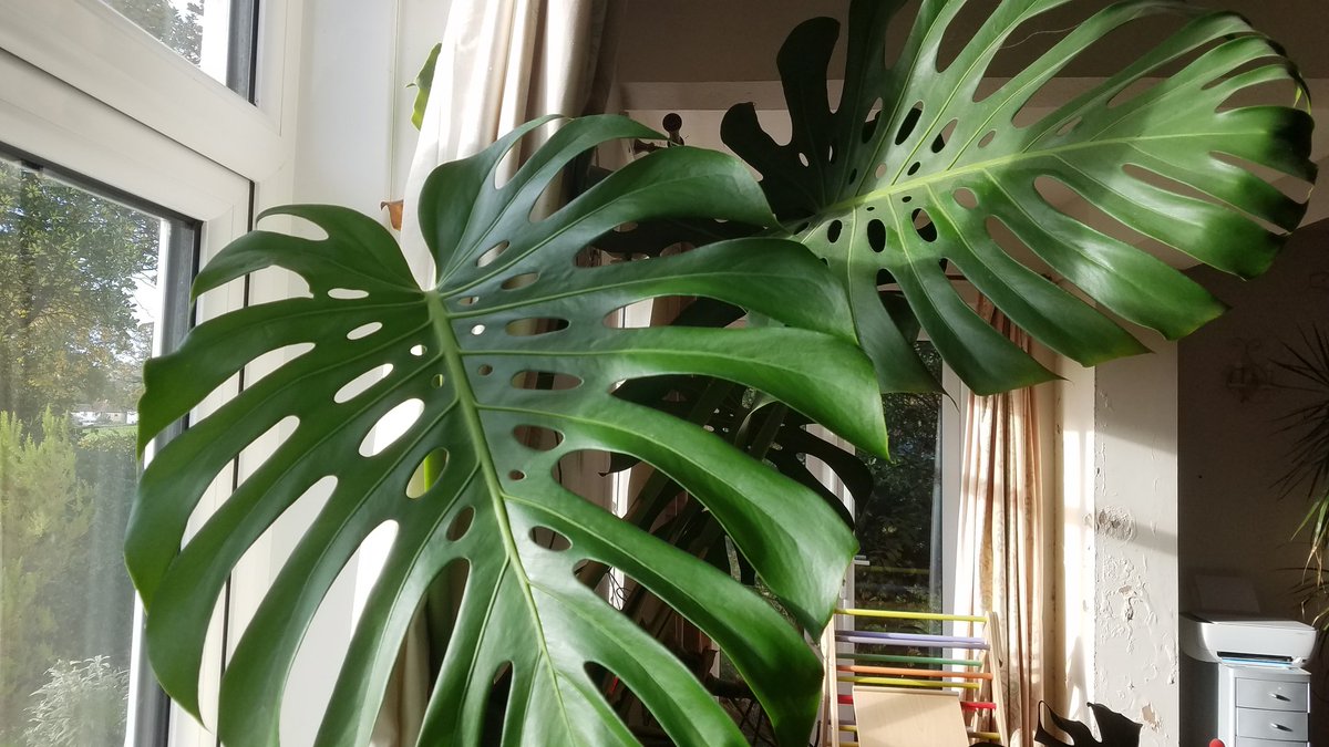 Anne Swithinbank tweet media