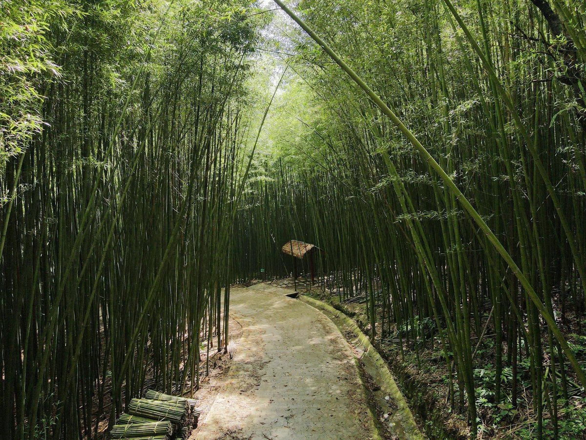666nandj's tweet photo. 🌺CÓ MỘT RỪNG TRÚC MƯỚT XANH TẠI CAO BẰNG 🎋🌿
Rừng trúc Nguyên Bình thuộc xóm Bản Phường, xã Thành Công, huyện Nguyên Bình cách trung tâm thị trấn Nguyên Bình khoảng 40km.
Đến Nguyên Bình, bạn có thể tham quan phiên chợ Phia Đén nổi tiếng với nhiều sản phẩm nông sản đặc biệt của địa phương, săn mây trên đỉnh Phia Oắc, tìm hiểu văn hoá dân tộc Dao Tiền ở xóm Hoài Khao,…
#CAOBANG #CHECKINCAOBANG