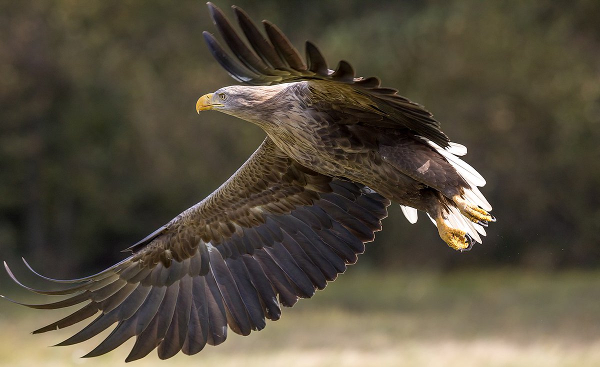 albicilla66's tweet photo. In #Serbia🇷🇸 the #WhiteTailedEagle–the 4th largest 🦅 in the 🌍–breeds in the floodplain forests of larger rivers like Danube &amp; Tamis. Over 160 pairs breed in the country &amp; more than 500 birds overwinter. 2 of #Belgrade’s most important wintering areas are #baraReva &amp; #Beljarica https://t.co/eeDPzUL1Xf