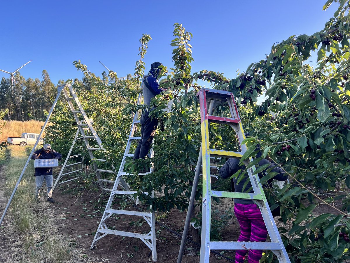 drtaraucania's tweet photo. 🚨 Fiscalización Programa Nacional Agrícola de Temporada
👉 Fiscalizadores/as se desplegaron verificando cumplimiento de la normativa laboral, previsional y de higiene y seguridad
👉 En la ocasión acude la Autoridad Sanitaria, inspectores del trabajo y directora @CarojedaGalaz https://t.co/unusSBjFn7