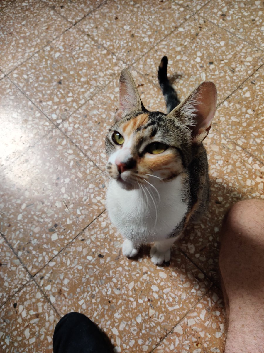 CrisconHache's tweet photo. ESTA BEBA QUIERE QUE LE DEN AMOR

Ahora que tengo su atención, pajines, esta belleza está en adopción 😽
Tiene aproximadamente 1 año. Es re buena, serena, buen carácter, mimosa. 

Estamos en La Plata.
¿Me ayudan dando RT? https://t.co/fKAq8YSJ3y