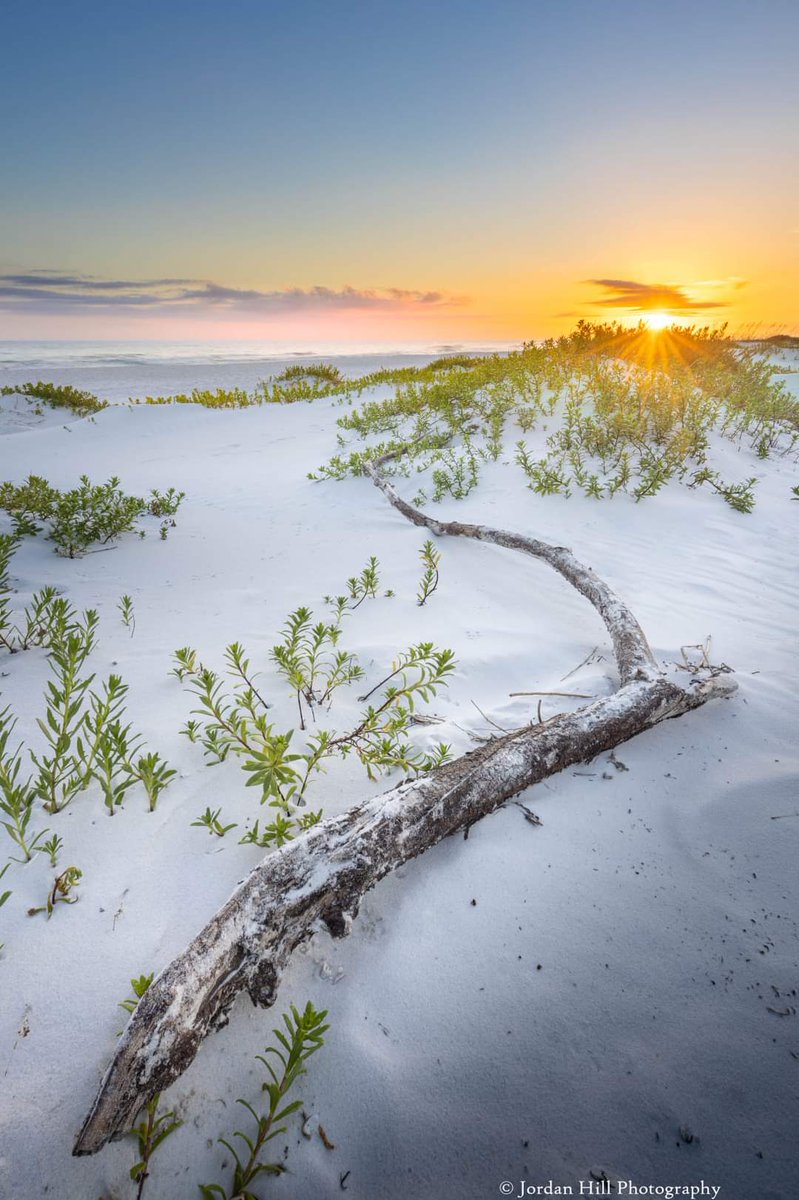 Driftwood At The Seashore
jordanhillphotography.com/featured/drift…

#beach #driftwood #pic #nature #florida #beach #beachdecor #art #destinflorida #destin #fortwaltonbeach #navarrebeach #navarre #miramarbeach #pensacolabeach #pensacola #emeraldcoast #gulfcoast #beachview #AYearForArt #BuyIntoArt