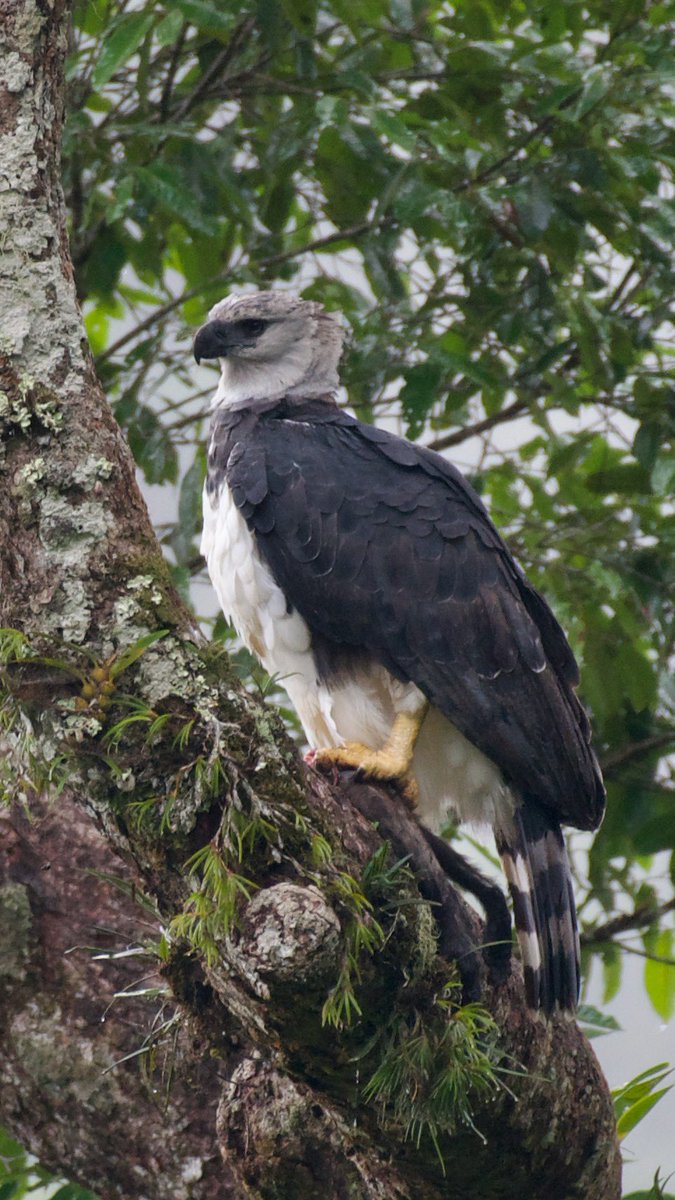 My last lifer of 2023 (December 29th) and for sure the best one. 

#SanJuanDeArama #Meta #Colombia #HarpyEagle #BirdsOfPrey #NaturePhotography #WildlifeWednesday #RaptorRealm #FeatheredBeauty #EagleWatch #Birdwatching #BirdPhotography #AvianAdventures #WildlifeWonder