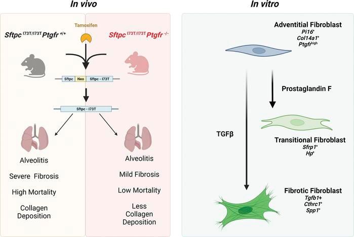 JCI insight (@jci_insight) on Twitter photo PGF2α signaling drives fibrotic remodeling and fibroblast population dynamics in mice: buff.ly/48gZt3v
@WestPhillyTough <a href="/FitzGerald__Lab/">The FitzGerald Lab</a> <a href="/PennMedicine/">Penn Medicine</a>
#Pulmonology PGF2α signaling drives fibrotic remodeling and fibroblast population dynamics in mice: buff.ly/48gZt3v
@WestPhillyTough <a href="/FitzGerald__Lab/">The FitzGerald Lab</a> <a href="/PennMedicine/">Penn Medicine</a>
#Pulmonology
