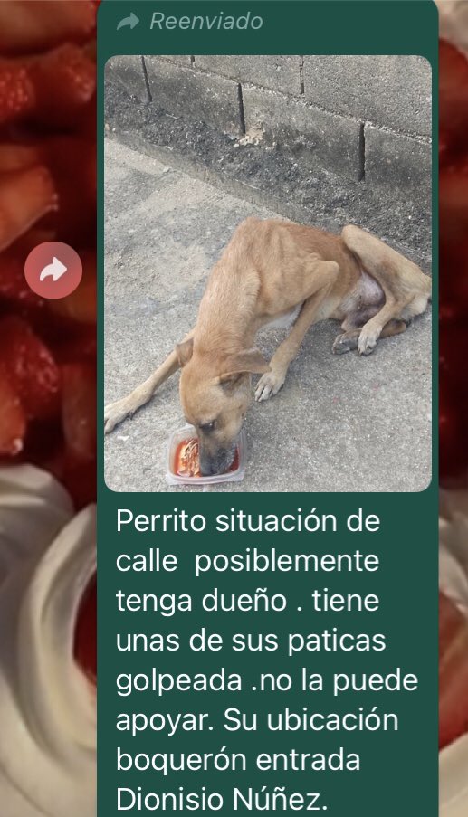 PerroUsuario's tweet image. Necesita AYUDAAAA URGENTE RP @tamaiba: #SOS Urge ayuda #Maturin @SomosNevado @MisionNevadoMon Reporte informa que se denunció situación en Misión nevado Maturin, la enviaron a Fiscalía @ministerpublico está a Guarderia #minec y estos últimos solo informaron que sin apoyo🙏🏻🐶