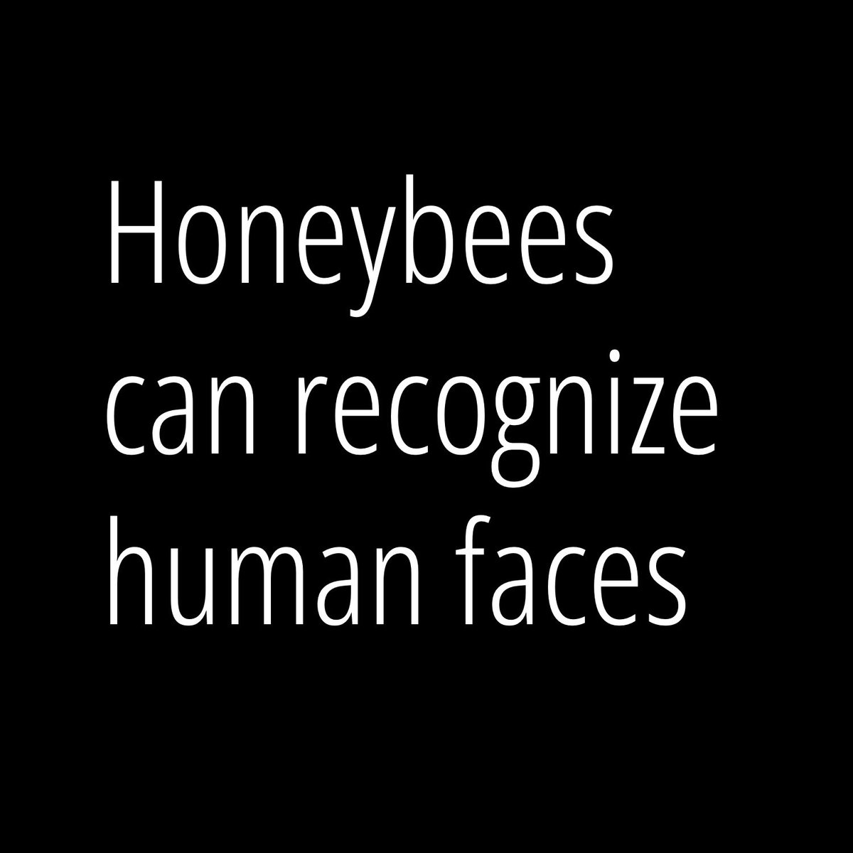 Did you know honeybees can recognise human faces?