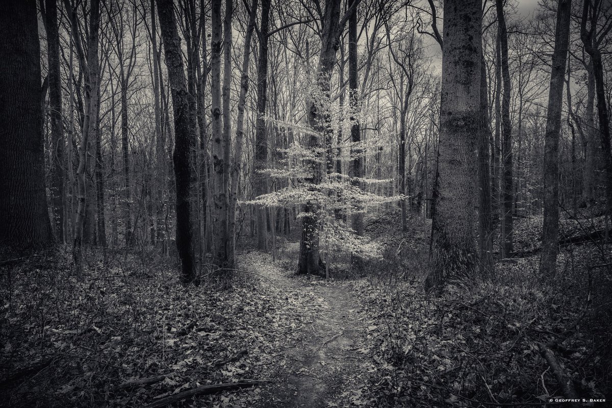 Patapsco Valley State Park, Woodstock area. #patapsco #maryland #fujifilm #landscapephotography #NaturePhotography #blackandwhitephotography