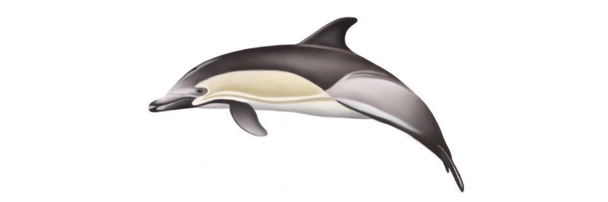 Common dolphin (Delphinus delphis) digital illustration 🐬