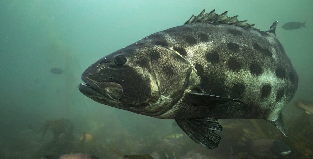 Watch a video with author Dr. Kayla Blincow about the recently published @PeerJLife article - Spatial ecology of the Giant Sea Bass, Stereolepis gigas, in a southern California kelp forest as determined by acoustic telemetry See more bit.ly/3RG5sb3 @the_cow_is_co
