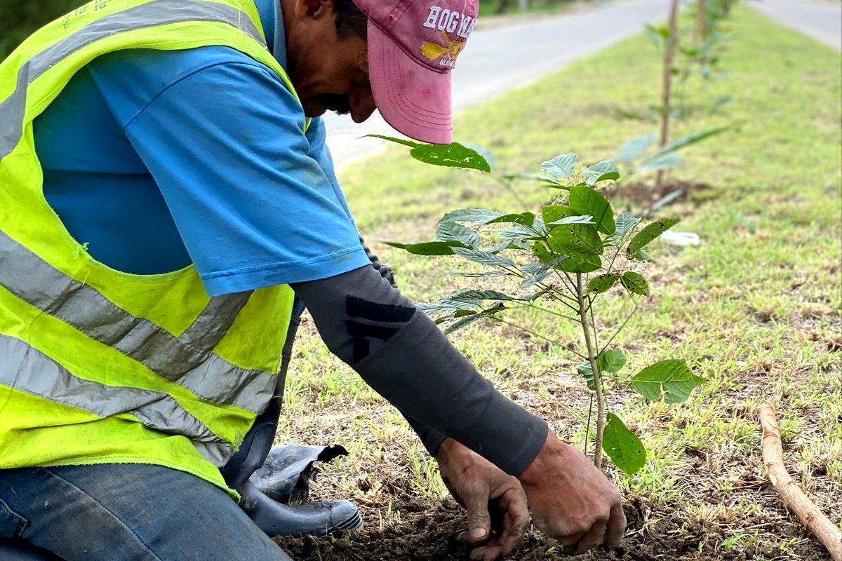 GerAmbienteSPS's tweet photo. La Municipalidad de San Pedro Sula, que dirige el alcalde Roberto Contreras, continúa trabajando por un entorno más verde a través de la Gerencia de Ambiente. 

Esta semana se trabaja en el proyecto de reforestación en el bulevar hacia el Aeropuerto Ramón Villeda Morales. https://t.co/a4cW0MV036