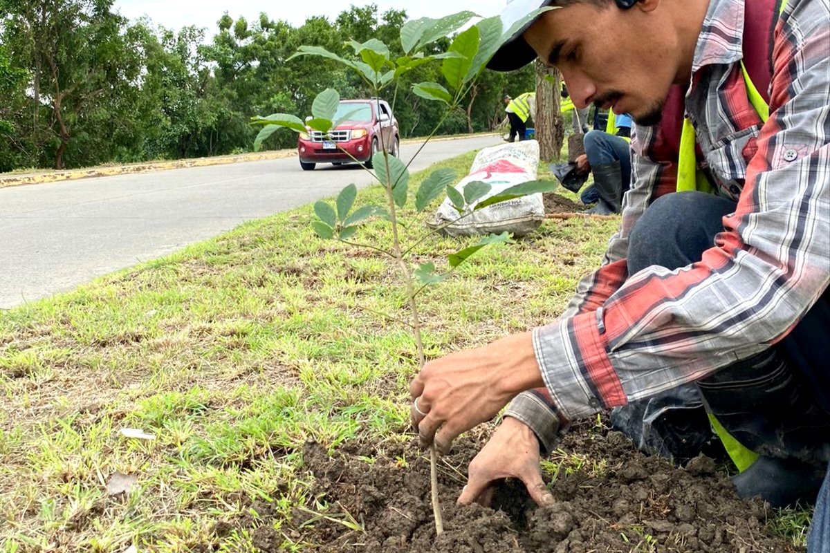 GerAmbienteSPS's tweet photo. La Municipalidad de San Pedro Sula, que dirige el alcalde Roberto Contreras, continúa trabajando por un entorno más verde a través de la Gerencia de Ambiente. 

Esta semana se trabaja en el proyecto de reforestación en el bulevar hacia el Aeropuerto Ramón Villeda Morales. https://t.co/a4cW0MV036