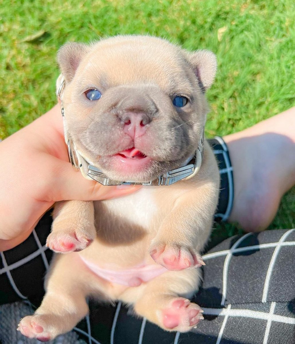 Thefrenchiegang's tweet photo. Great photograph.........❤️❤️❤️🥰🥰🥰
.
.
.
.
#Frenchie #frenchielover #frenchieoftheday #frenchbulldog #frenchbulldoglover #ilovemyfrenchie #frenchiemom #frenchiehome #frenchietwitte #frenchiegang #dailyfrenchie #frenchiebully https://t.co/WNW96Bhyws