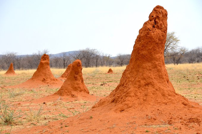 Rainmaker1973's tweet photo. Termites are being researched as a possible renewable energy source as they can produce up to 2 liters of hydrogen from ingesting a single sheet of paper, making them one of the planet's most efficient bioreactors. https://t.co/3CODtnp7lz