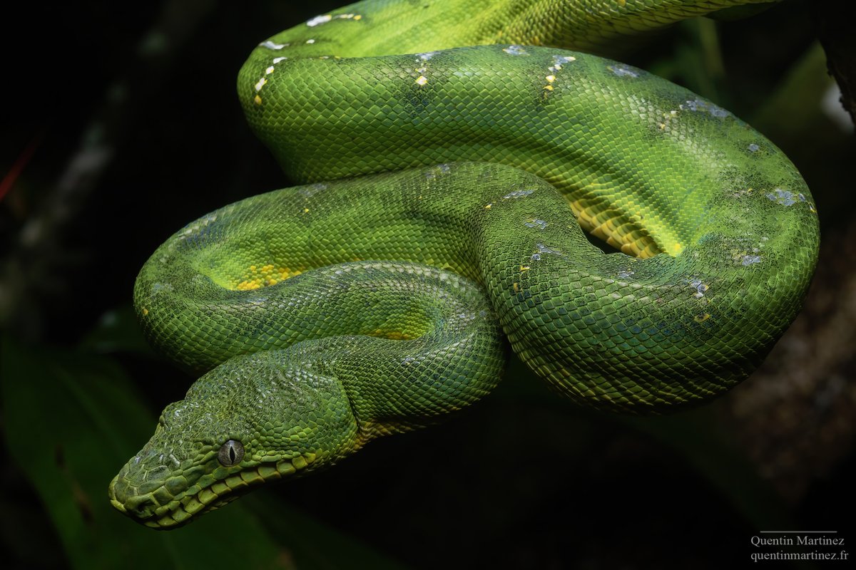 Quentin Martinez tweet media