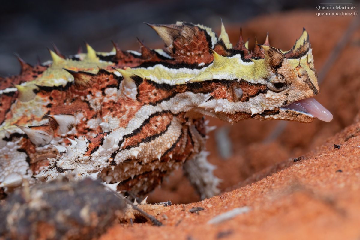 Quentin Martinez tweet media