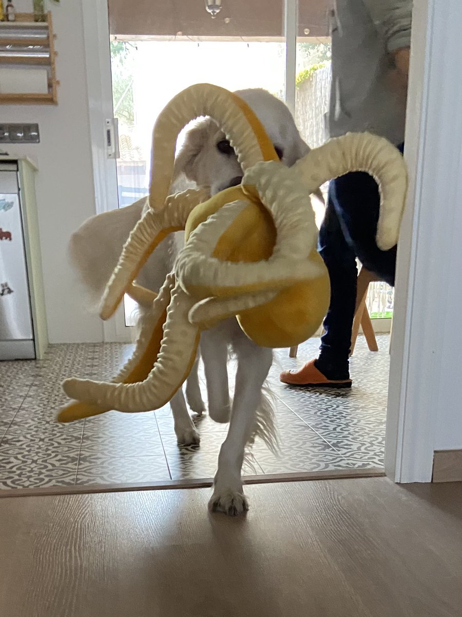noleesheep's tweet photo. Le hemos regalado el pulpo de Ikea y ahora nuestro perro parece una criatura de Lovecraft 🐙🐕🌿 https://t.co/EeWLnefm4w