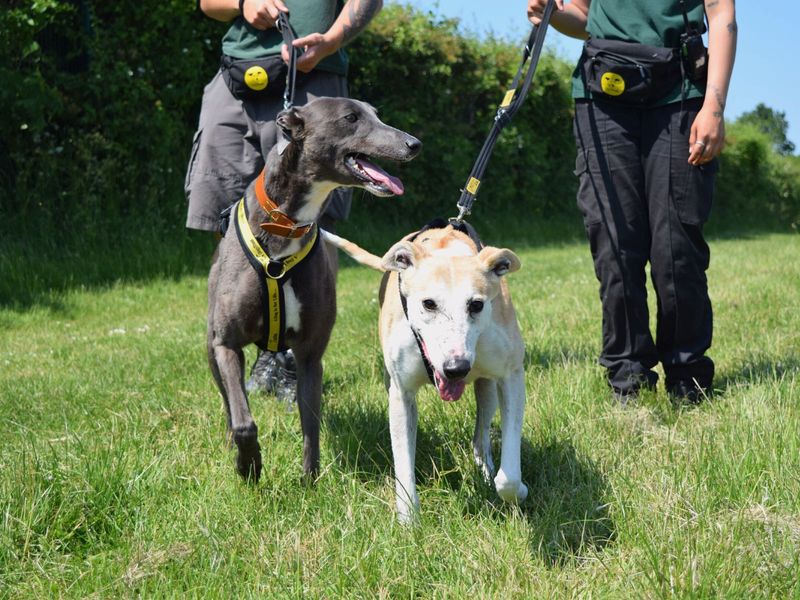 Please retweet to help Bree and Olive find a home together #HAREFIELD #LONDON Bonded pair aged 5-7. They can live with other dogs and with children aged 10+. They enjoy walks and fuss ✅ OVERLOOKED DETAILS or APPLY 👇dogstrust.org.uk/rehoming/dogs/……… #dogs #pets #animals……