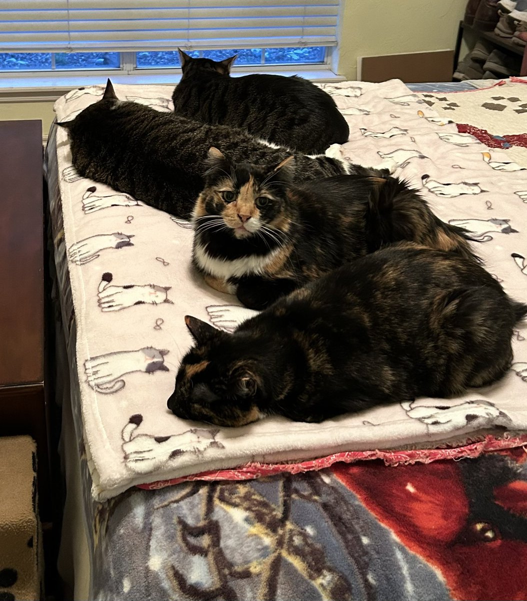 I’m hanging out on the bed with my siblings today since dad is at work. How is your day going?