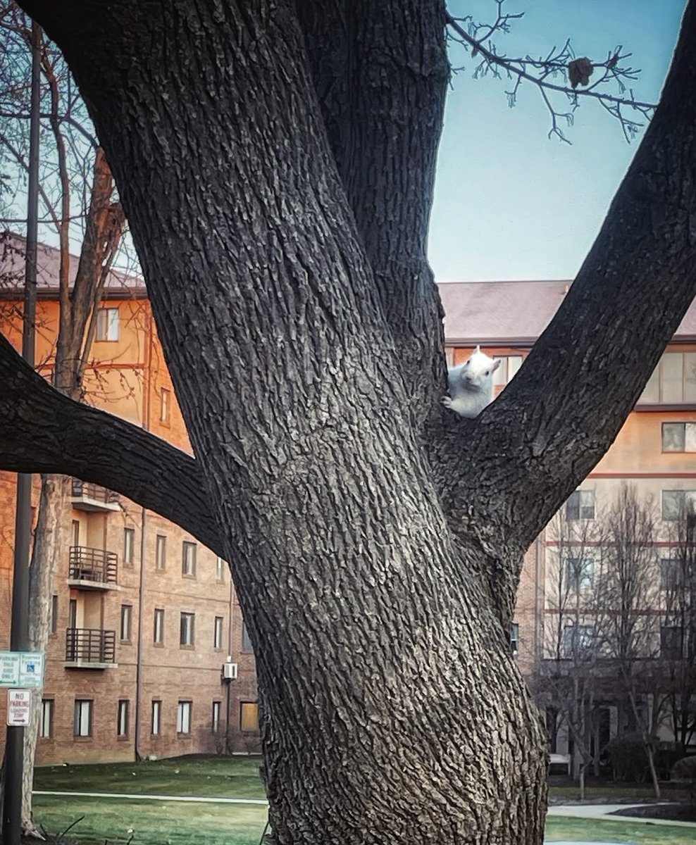 We're just being a little squirrely today! You may see albino squirrels like this one in and around the Kettering area throughout the year. These unique furry friends are rare and research shows that every 1 in 100,000 squirrels are born albino. Share your own sightings with us!