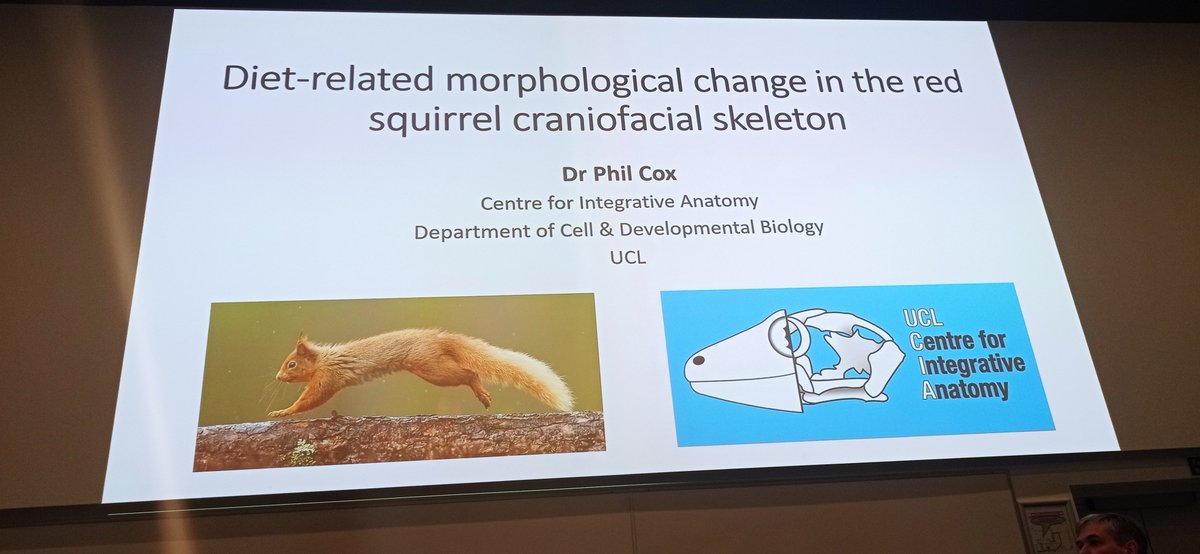 Opening up the next session is our next keynote <a href="/drphilcox/">Phil Cox</a>  Associate Professor in Anatomy at UCL, talking about diet-related morphological change in the red squirrel craniofacial skeleton  #AnatSocWinter #anatomy