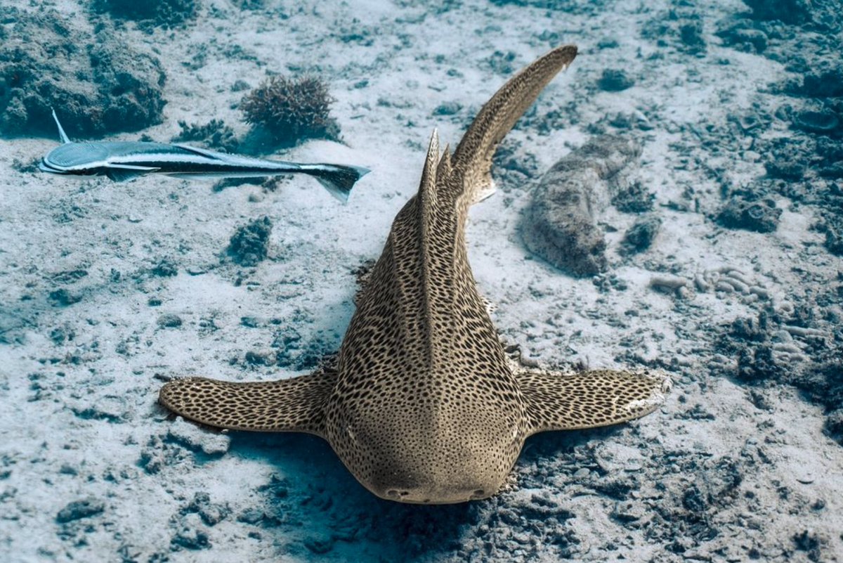 diveSSI's tweet image. Have you ever met a zebra shark? 🦈 🦓 Where were you diving?

🏝️ New Caledonia/ Isle of pines
📸 Marla Tomorug/ @edgesofearth_

#wearessi #zebrashark #sharks #marinelife #underwater