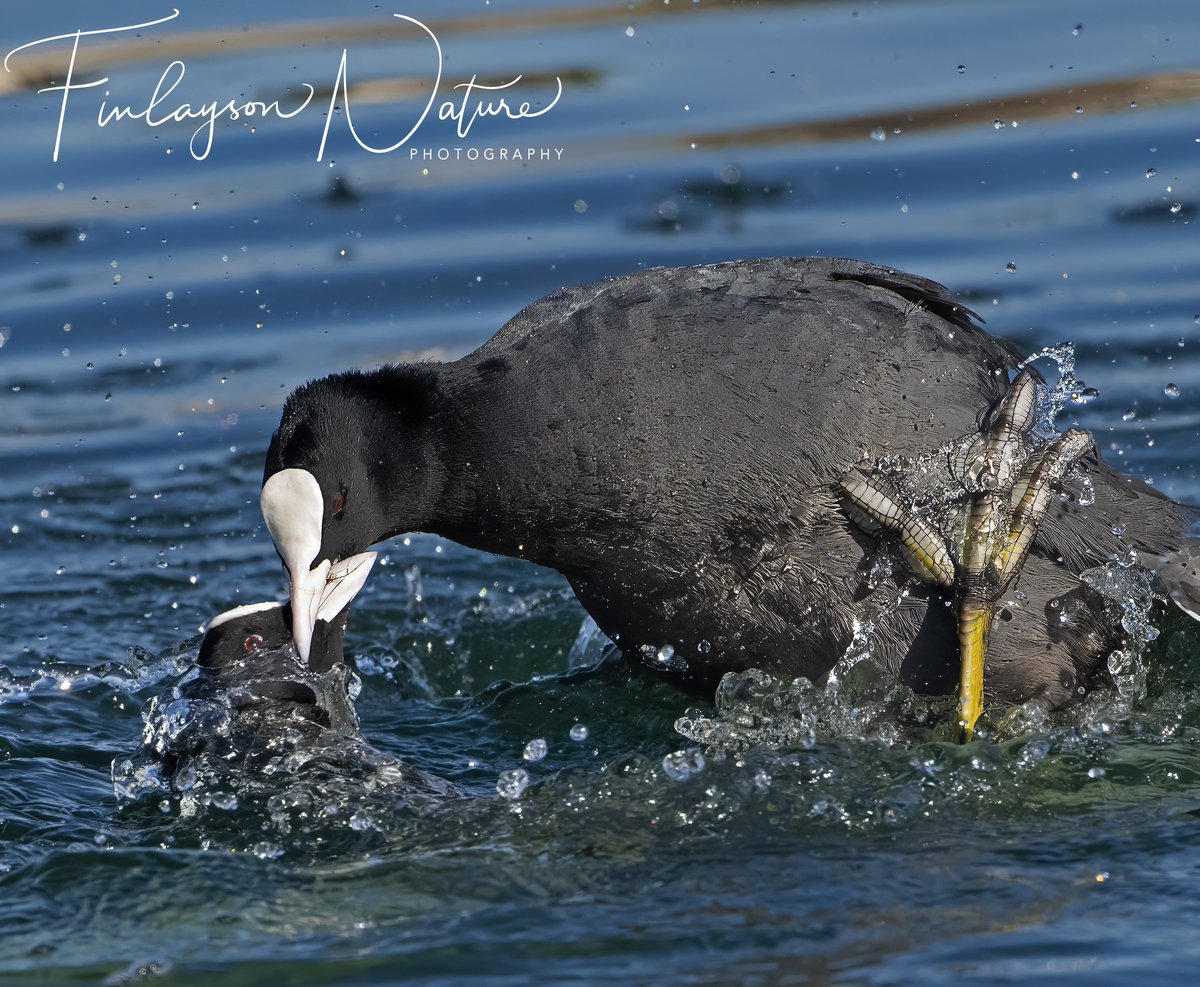 Male coots fighting, yesterday. With temperatures reaching 21 Celsius, spring was very much in the air. @FinlaysonGib @GibGerry @gonhsgib @NatGeo @bbcwildlifemag @BBCEarth @Natures_Voice @_BTO