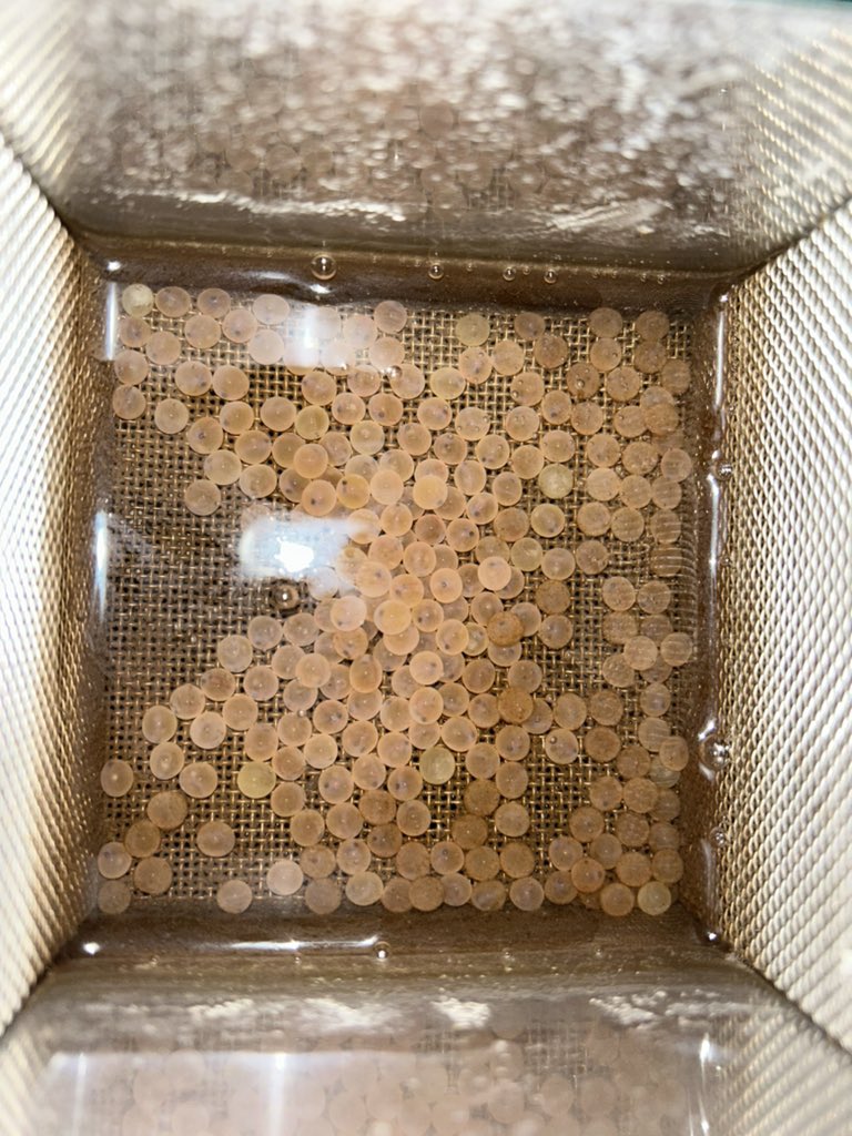 EmilyRLechner's tweet photo. It’s that time of year again! Brook #trout embryo #CTmax!
These embryos are incubated in +4C above ambient creek inflow, and have been sitting at 11C with the recent warm weather 🌡️
Check out the middle grid for some embryo movement ! https://t.co/0m1PquMxTf