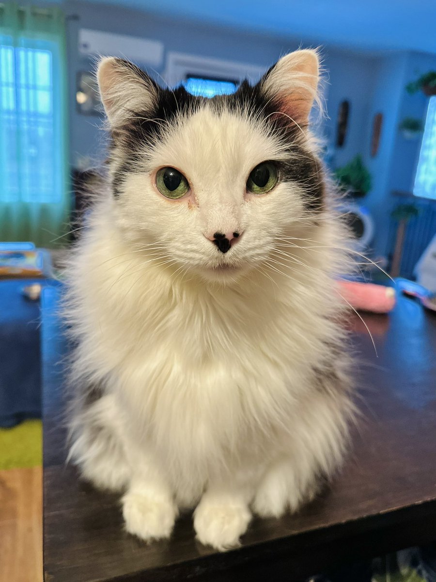 TheOreoCat's tweet photo. “Today is a new day. Even if you forgot to put mayonnaise on your sandwich yesterday, you can do it today.” ~ Oreo 🥪

#theoreocat #CatsOfX #catlogic https://t.co/LQi6Apup90