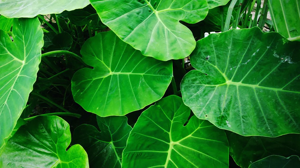 TerraTitansF1's tweet image. Green tech meets the fast lane! 🌿🏎️ Formula 1&apos;s commitment to sustainability is steering the sport towards a cleaner, greener future. How do you think racing can inspire advancements in eco-friendly technology? 🌐🔋 #GreenTechRevolution #F1Innovation